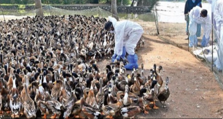 കോ​ഴി​ക്കോ​ട് ജി​ല്ല​യി​ലെ പ​ക്ഷി​പ്പ​നി; ജാഗ്രത പാലിക്കണമെന്ന് ആരോഗ്യവകുപ്പ് 