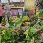 ഓ​ടി​ക്കൊ​ണ്ടി​രു​ന്ന ബൈ​ക്കി​ന് മു​ക​ളി​ല്‍ മ​ര​ക്കൊ​മ്പ് പൊ​ട്ടി​വീ​ണു; യു​വാ​വി​ന് ഗു​രു​ത​ര പ​രി​ക്ക്