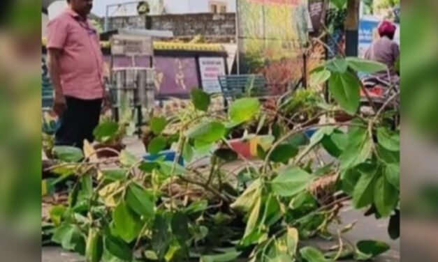 ഓ​ടി​ക്കൊ​ണ്ടി​രു​ന്ന ബൈ​ക്കി​ന് മു​ക​ളി​ല്‍ മ​ര​ക്കൊ​മ്പ് പൊ​ട്ടി​വീ​ണു; യു​വാ​വി​ന് ഗു​രു​ത​ര പ​രി​ക്ക്