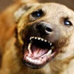 നാ​ദാ​പു​ര​ത്ത് തെ​രു​വു​നാ​യ ആ​ക്ര​മ​ണം; പോ​ലീ​സു​കാ​ര​ൻ ഉ​ൾ​പ്പെ​ടെ അ​ഞ്ച് പേ​ർ​ക്ക് ക​ടി​യേ​റ്റു