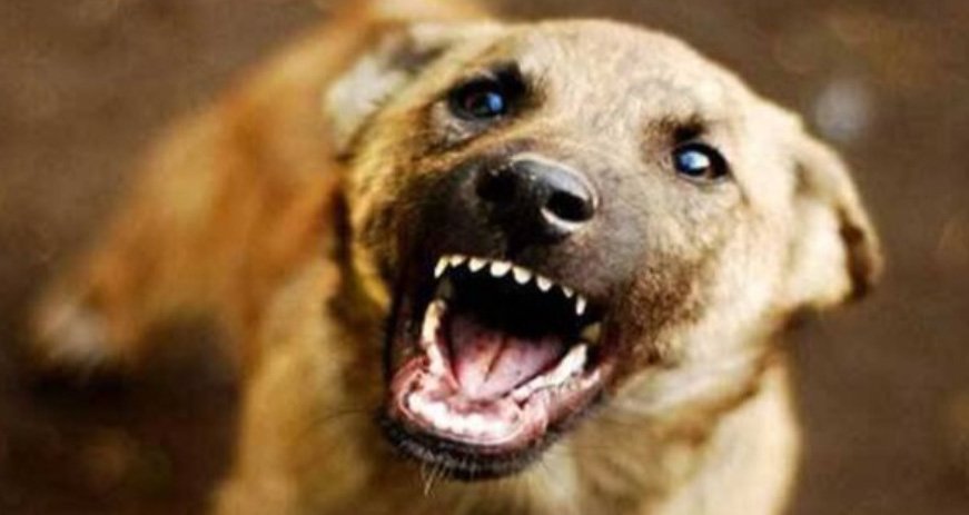 നാ​ദാ​പു​ര​ത്ത് തെ​രു​വു​നാ​യ ആ​ക്ര​മ​ണം; പോ​ലീ​സു​കാ​ര​ൻ ഉ​ൾ​പ്പെ​ടെ അ​ഞ്ച് പേ​ർ​ക്ക് ക​ടി​യേ​റ്റു