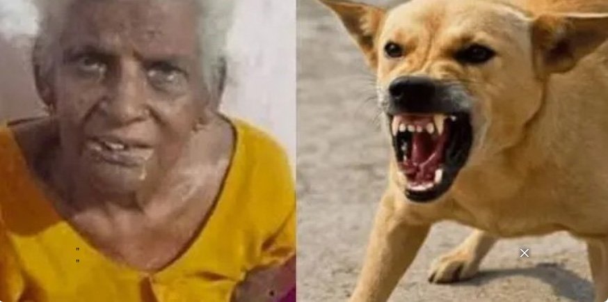 കാ​ർ​ത്യാ​യ​നി​യെ കടിച്ച നായയ്ക്കു പേ​വി​ഷ​ബാ​ധ