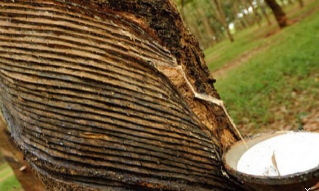 രാ​ജ്യാ​ന്ത​ര റ​ബ​ർ വി​ല ഉ​യ​ർ​ന്നു