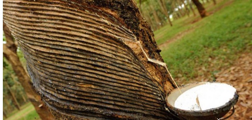 രാ​ജ്യാ​ന്ത​ര റ​ബ​ർ വി​ല ഉ​യ​ർ​ന്നു