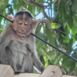 മ​ഹാ​രാ​ഷ്ട്ര​യി​ൽ കു​ര​ങ്ങ​ന്‍റെ ക​ഴു​ത്തി​ൽ അ​മ്പ് തു​ള​ച്ചു​ക​യ​റി; നാ​ല് ദി​വ​സ​ത്തി​നു​ള്ളി​ൽ ര​ണ്ടാ​മ​ത്തെ ആ​ക്ര​മ​ണം