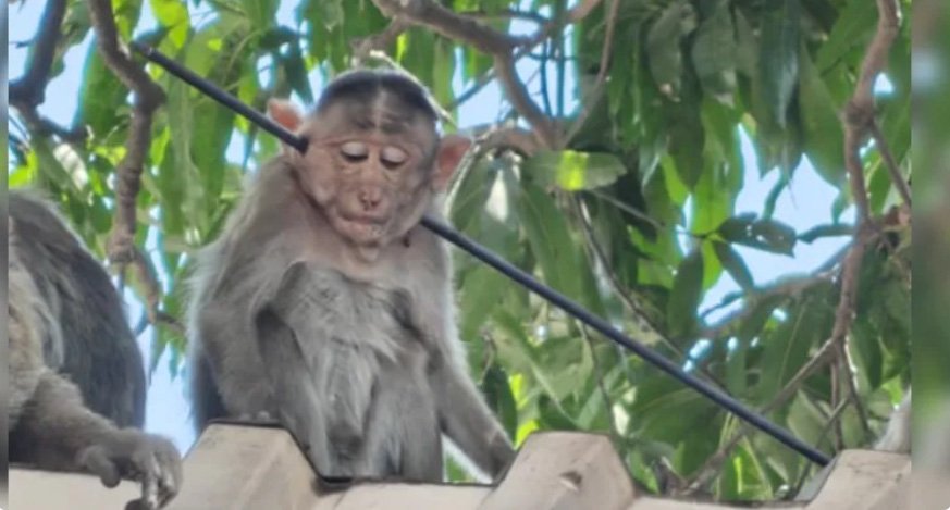 മ​ഹാ​രാ​ഷ്ട്ര​യി​ൽ കു​ര​ങ്ങ​ന്‍റെ ക​ഴു​ത്തി​ൽ അ​മ്പ് തു​ള​ച്ചു​ക​യ​റി; നാ​ല് ദി​വ​സ​ത്തി​നു​ള്ളി​ൽ ര​ണ്ടാ​മ​ത്തെ ആ​ക്ര​മ​ണം