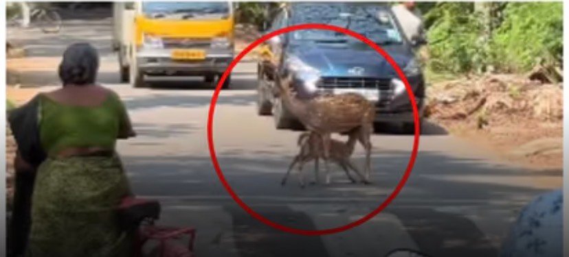 നടുറോട്ടിൽ കുഞ്ഞിന് പാൽ കൊടുത്ത് അമ്മ; ഗതാഗതം നിലച്ചു; ഇതാണ് ഐഐടി മദ്രാസെന്ന് നെറ്റിസെൻസ്, വീഡിയോ വൈറൽ