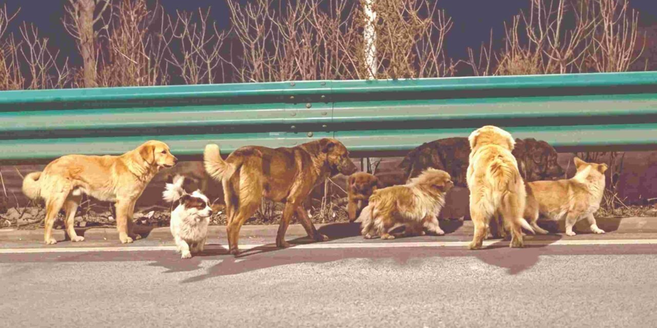 വൈ​​​​​റ​​​​​ലാ​​​​​യി നാ​​​​​യ്ക്ക​​​​​ളു​​​​​ടെ അ​​​​ത്ഭു​​​​ത അ​​​​തി​​​​ജീ​​​​വ​​​​ന​​​​വും സൗ​​​​​ഹൃ​​​​​ദ​​​​വും