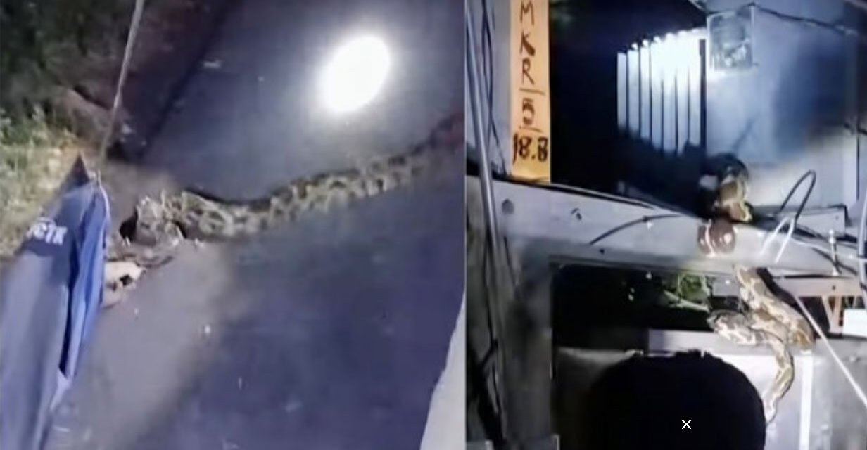 പു​റ​ത്തൊ​ക്കെ ചൂ​ട​ല്ലേ, ട്രാ​ൻ​സ്‌​ഫോ​ർ​മ​റി​നു​ള്ളി​ൽ ക​യ​റി മ​ല​മ്പാ​മ്പ്, വ​നം വ​കു​പ്പ് എ​ത്തി പി​ടി​കൂ​ടി