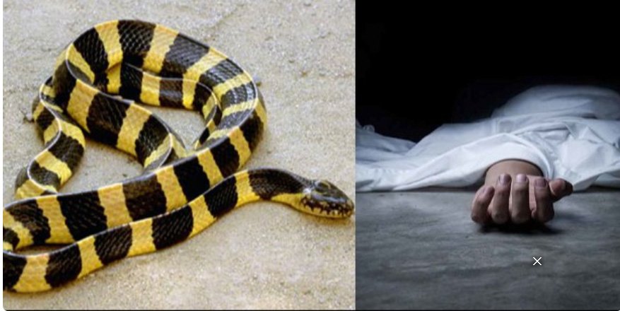 സം​സ്ഥാ​ന​ത്ത് പാ​മ്പ് ക​ടി​യേ​റ്റ് വീ​ണ്ടും മ​ര​ണം