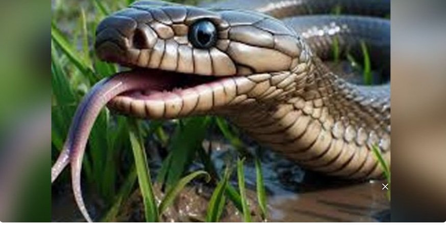 ചെ​റാ​യി​യി​ൽ വി​നോ​ദ സ​ഞ്ചാ​രി​ക്ക് പാ​മ്പ് ക​ടി​യേ​റ്റു