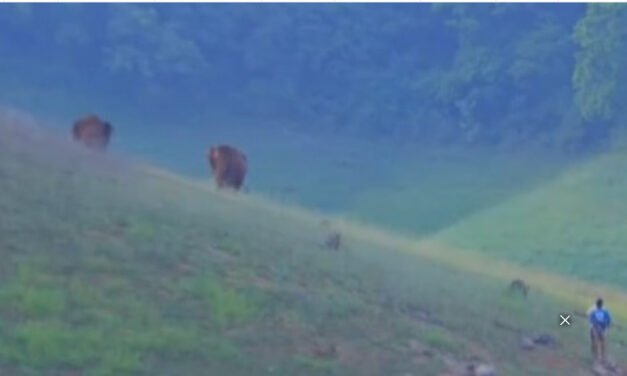 ഇ​ടു​ക്കി ഡാ​മി​ന് സ​മീ​പം കാ​ട്ടാ​ന​ക​ളു​ടെ മു​ൻ​പി​ൽ​പ്പെ​ട്ട യു​വാ​ക്ക​ൾ അ​ത്ഭു​ത​ക​ര​മാ​യി ര​ക്ഷ​പെ​ട്ടു
