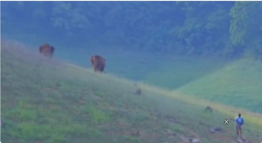 ഇ​ടു​ക്കി ഡാ​മി​ന് സ​മീ​പം കാ​ട്ടാ​ന​ക​ളു​ടെ മു​ൻ​പി​ൽ​പ്പെ​ട്ട യു​വാ​ക്ക​ൾ അ​ത്ഭു​ത​ക​ര​മാ​യി ര​ക്ഷ​പെ​ട്ടു