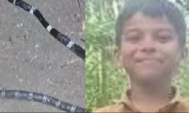 കോ​ടാ​ലി​യി​ൽ പാ​മ്പു​ക​ടി​യേ​റ്റ അ​നോ​ഷി​ന്‍റെ ചി​കി​ത്സാ ചി​ല​വ് സ​ർ​ക്കാ​ർ വ​ഹി​ക്കും