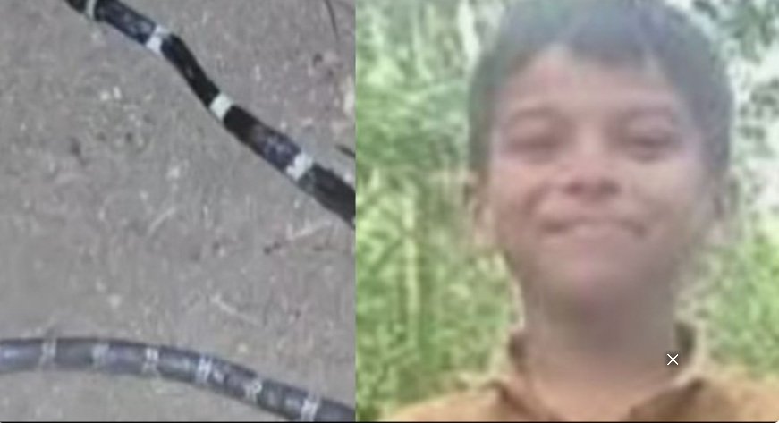 കോ​ടാ​ലി​യി​ൽ പാ​മ്പു​ക​ടി​യേ​റ്റ അ​നോ​ഷി​ന്‍റെ ചി​കി​ത്സാ ചി​ല​വ് സ​ർ​ക്കാ​ർ വ​ഹി​ക്കും