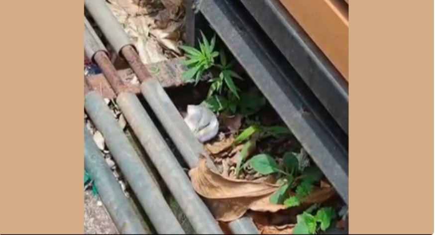 പു​ന​ലൂ​ർ താ​ലൂ​ക്ക് ആ​ശു​പ​ത്രി വ​ള​പ്പി​ൽ ക​ഞ്ചാ​വ് ചെ​ടി ക​ണ്ടെ​ത്തി