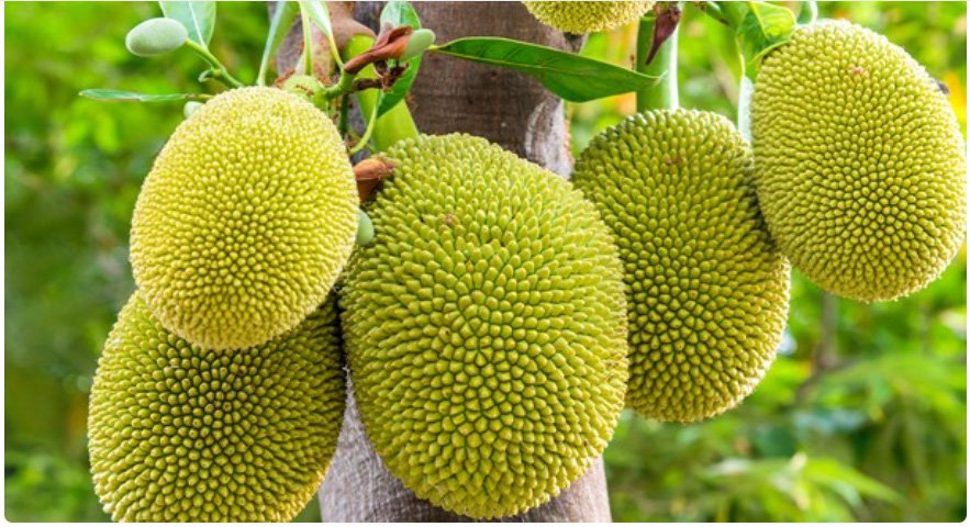 ഇത് അയാളുടെ കാലമല്ലേ; വി​പ​ണി​ കീഴടക്കി ച​ക്ക