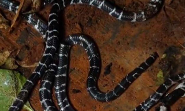 കി​ട​ക്ക​യി​ൽ വി​ഷ​പ്പാ​മ്പ്; വീ​ടി​നു​ള്ളി​ൽ നി​ന്ന് അ​ഞ്ച് പാ​മ്പു​ക​ളെ പി​ടി​കൂ​ടി