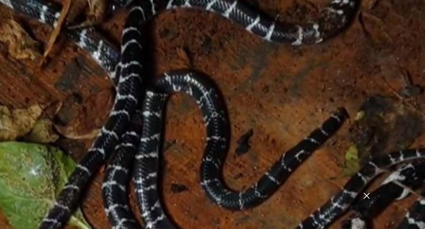 കി​ട​ക്ക​യി​ൽ വി​ഷ​പ്പാ​മ്പ്; വീ​ടി​നു​ള്ളി​ൽ നി​ന്ന് അ​ഞ്ച് പാ​മ്പു​ക​ളെ പി​ടി​കൂ​ടി