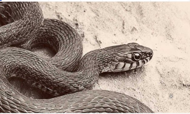 വീട്ടുമുറ്റത്തെ പൈപ്പില്‍ നിന്ന് വെള്ളമെടുക്കുന്നതിനിടെ യുവതിക്ക് പാമ്പുകടിയേറ്റു