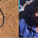 പാ​മ്പു​ക​ടി​യേ​റ്റ് എ​ട്ടു​വ​യ​സു​കാ​ര​ന്‍റെ മ​ര​ണം; ആ​ൽ​ജോ​യു​ടെ വീ​ട്ടി​ല്‍ വീ​ണ്ടും പാ​മ്പ്