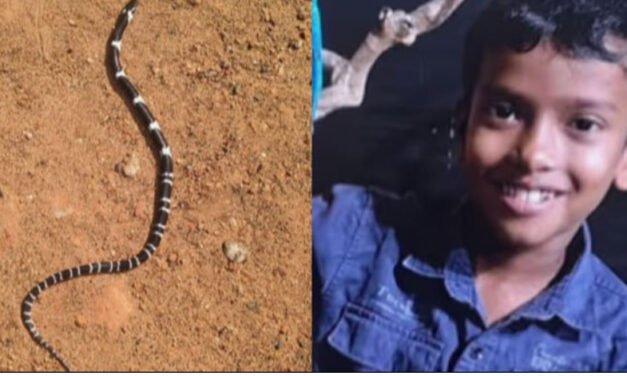 പാ​മ്പു​ക​ടി​യേ​റ്റ് എ​ട്ടു​വ​യ​സു​കാ​ര​ന്‍റെ മ​ര​ണം; ആ​ൽ​ജോ​യു​ടെ വീ​ട്ടി​ല്‍ വീ​ണ്ടും പാ​മ്പ്