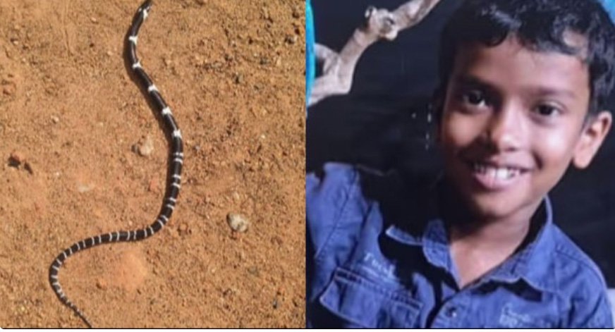 പാ​മ്പു​ക​ടി​യേ​റ്റ് എ​ട്ടു​വ​യ​സു​കാ​ര​ന്‍റെ മ​ര​ണം; ആ​ൽ​ജോ​യു​ടെ വീ​ട്ടി​ല്‍ വീ​ണ്ടും പാ​മ്പ്