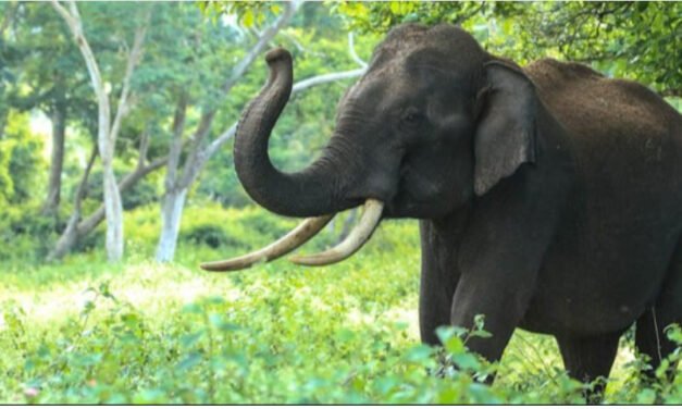 ആനയുടെ ആക്രമണത്തില്‍ പരിക്കേറ്റ് ചികിത്സയിലായിരുന്ന പാപ്പാൻ മരിച്ചു