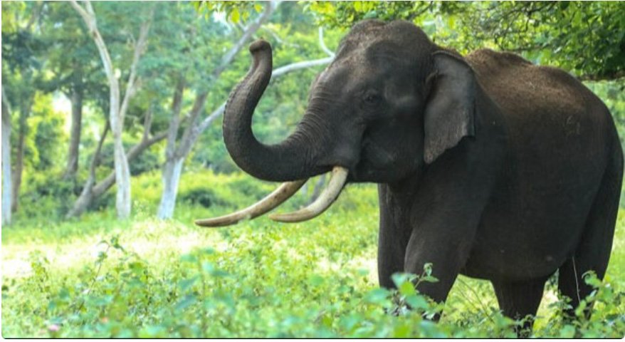 ആനയുടെ ആക്രമണത്തില്‍ പരിക്കേറ്റ് ചികിത്സയിലായിരുന്ന പാപ്പാൻ മരിച്ചു