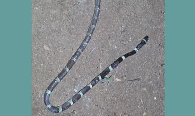 വാ​ണി​യം​പാ​റ​യി​ൽ ര​ണ്ട​ര വ​യ​സു​കാ​ര​ന് പാ​മ്പ് ക​ടി​യേ​റ്റു