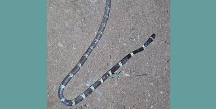 വാ​ണി​യം​പാ​റ​യി​ൽ ര​ണ്ട​ര വ​യ​സു​കാ​ര​ന് പാ​മ്പ് ക​ടി​യേ​റ്റു