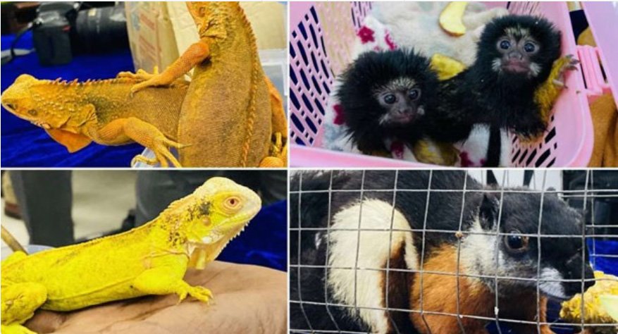 അലങ്കാര ജീവജാലങ്ങളുടെ ഇറക്കുമതി നിയന്ത്രിക്കണമെന്ന് ന്യൂറോളജിസ്റ്റ്‌സ് അസോ.