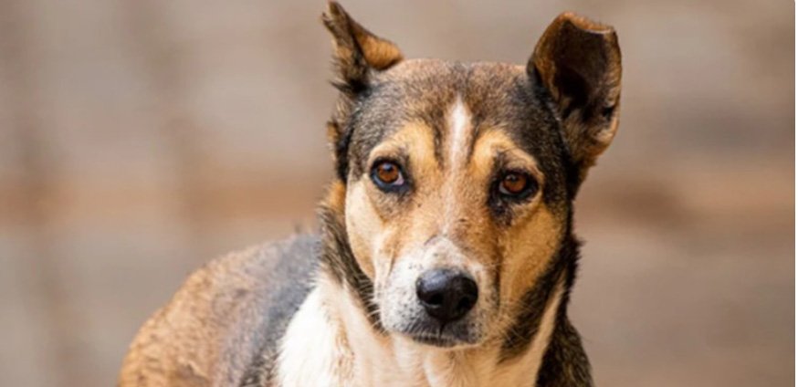 മധ്യപ്രദേശിൽ തെരുവുനായ ആക്രമണം; 40 പേർക്ക് പരിക്ക്