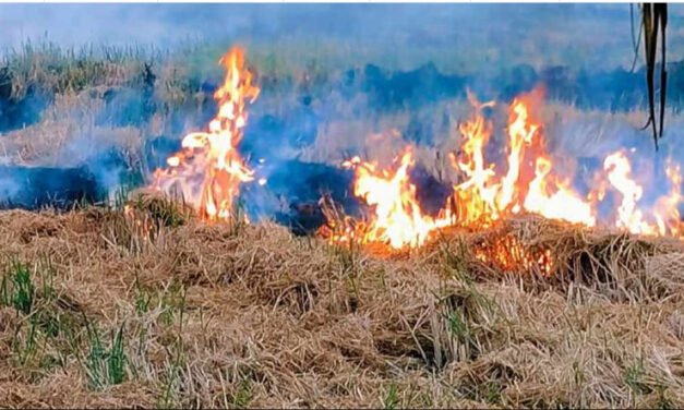 കുമരകം കുന്നപ്പള്ളി നൂറിൽ പാടശേഖരത്തിൽ തീപിടിത്തം