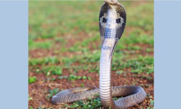 പാ​മ്പു​ക​ടി​യേ​റ്റു​ള്ള മ​ര​ണം; ഡി​എം​ഒ​മാ​രു​ടെ യോ​ഗം വി​ളി​ച്ച് ആ​രോ​ഗ്യ​വ​കു​പ്പ് ഡ​യ​റ​ക്ട​ര്‍