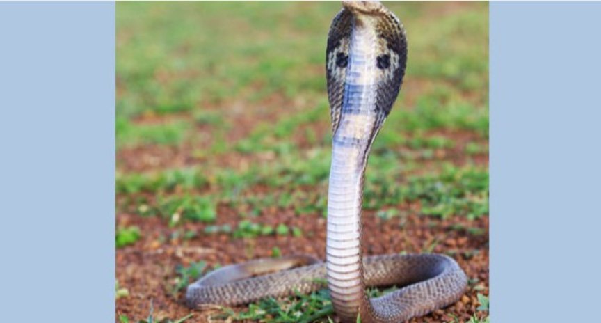 പാമ്പ് കടിയേറ്റാല്‍ ഉടനടി 108ല്‍ വിളിക്കണം, ആന്റി വെനമുള്ള ആശുപത്രിയില്‍ അവര്‍ കൃത്യമായി എത്തിക്കും; നിര്‍ദേശവുമായി ആരോഗ്യവകുപ്പ്