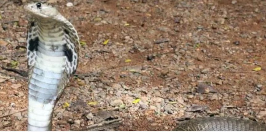 ഇ​രു​പ​ത് മു​ട്ട​ക​ളു​മാ​യി മൂ​ര്‍​ഖ​ന്‍ പാ​മ്പി​നെ പി​ടി​കൂ​ടി