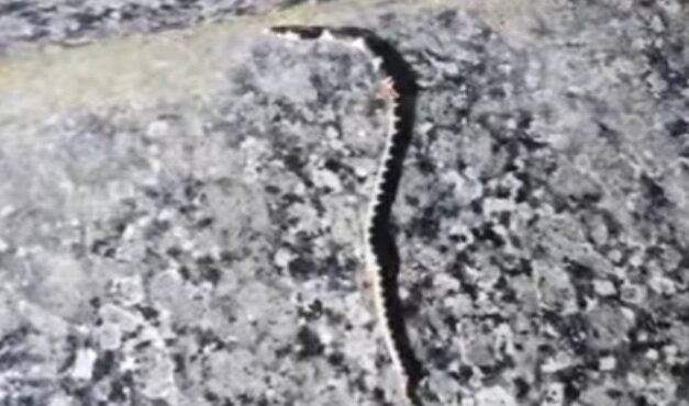 കോടാലിയിൽ സഹോദരങ്ങൾക്ക് പാമ്പുകടിയേറ്റ വീട്ടിലെ കിടപ്പുമുറിയിൽ വീണ്ടും പാമ്പിനെ കണ്ടെത്തി