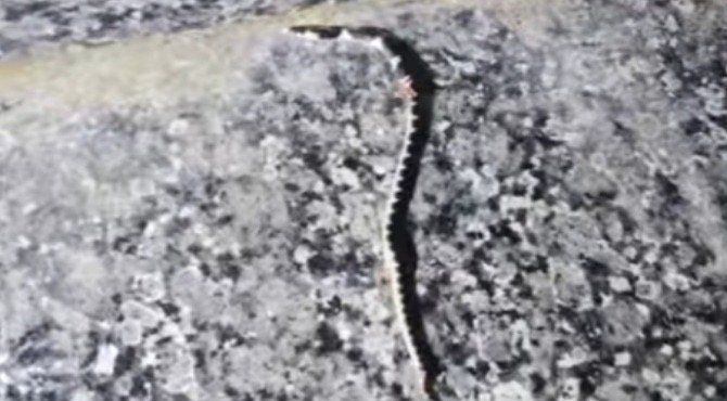 കോടാലിയിൽ സഹോദരങ്ങൾക്ക് പാമ്പുകടിയേറ്റ വീട്ടിലെ കിടപ്പുമുറിയിൽ വീണ്ടും പാമ്പിനെ കണ്ടെത്തി