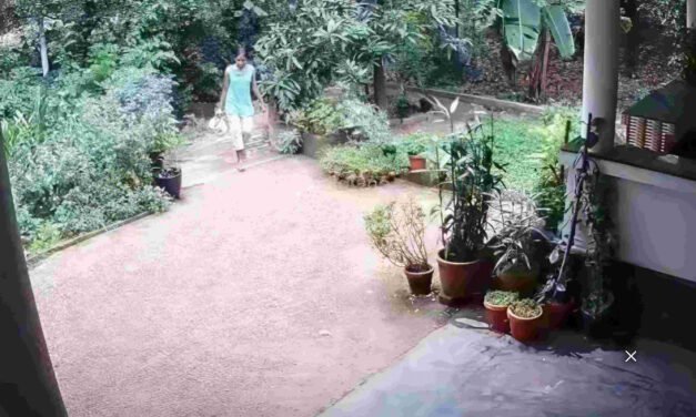 ചെ​ടി​ച്ച​ട്ടി​യി​ല്‍ പ​ത്തി വി​ട​ര്‍​ത്തി പാ​മ്പ്; കാ​ല​ടി​യി​ല്‍ പെ​ണ്‍​കു​ട്ടി ര​ക്ഷ​പ്പെ​ട്ട​ത് ത​ല​നാ​രി​ഴ​യ്ക്ക്