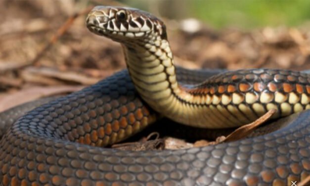 പാ​ലാ​യി​ൽ പ​ഞ്ചാ​യ​ത്ത് മെ​മ്പ​ർ​ക്ക് പാ​മ്പു​ക​ടി​യേ​റ്റു