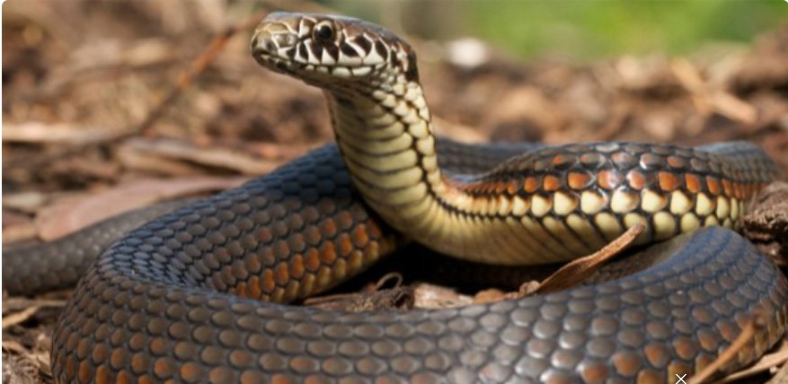 പാ​ലാ​യി​ൽ പ​ഞ്ചാ​യ​ത്ത് മെ​മ്പ​ർ​ക്ക് പാ​മ്പു​ക​ടി​യേ​റ്റു