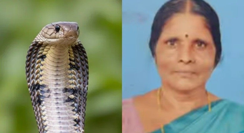 പാമ്പുകടിയേറ്റ് വീണ്ടും മരണം; വീട്ടമ്മ പാമ്പുകടിയേറ്റ് മരിച്ചത് ആലപ്പുഴ കുട്ടനാട്ടില്‍
