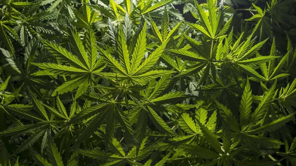 എയർ ഇന്ത്യ പൈലറ്റിന്റെ കൈവശം കഞ്ചാവ്; ഇന്ത്യയിലേക്ക് തിരിച്ചയച്ച് അമേരിക്ക