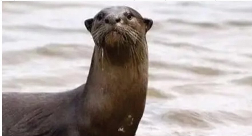 ഇ​രു​വ​ഴി​ഞ്ഞി പു​ഴ​യി​ല്‍ കു​ളി​ക്കാ​നി​റ​ങ്ങി​യ​വ​ർ​ക്ക് നീ​ർ​നാ​യ ആ​ക്ര​മ​ണം; മൂ​ന്ന് പേ​ർ​ക്ക് പ​രി​ക്ക്