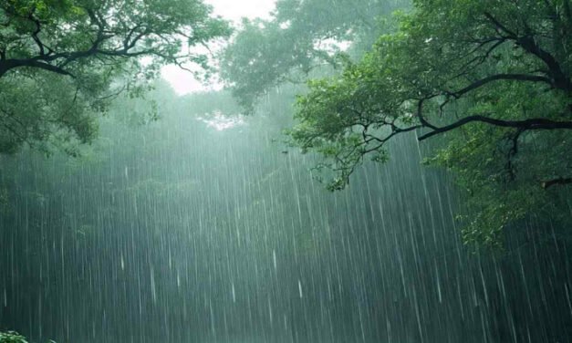 ഇന്നും മഴയുണ്ട്; ഒറ്റപ്പെട്ടയിടങ്ങളിൽ ഇടിയോടുകൂടി എത്തും