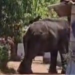 ഉ​ത്സ​വ​ത്തി​നി​ടെ ആ​ന​യി​ട​ഞ്ഞു; പാ​പ്പാ​നെ ച​വി​ട്ടി​ക്കൊ​ന്നു