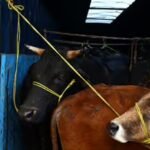 പട്രോളിംഗ് റൂട്ട് ചോർത്തി നൽകി പൊലീസ് ഉദ്യോഗസ്ഥൻ, കന്നുകാലി കടത്തുകാരിൽ നിന്ന് വൻതുക വാങ്ങി, അറസ്റ്റ് പിന്നാലെ സസ്പെൻഷൻ