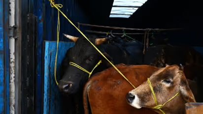 പട്രോളിംഗ് റൂട്ട് ചോർത്തി നൽകി പൊലീസ് ഉദ്യോഗസ്ഥൻ, കന്നുകാലി കടത്തുകാരിൽ നിന്ന് വൻതുക വാങ്ങി, അറസ്റ്റ് പിന്നാലെ സസ്പെൻഷൻ