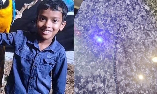 വീണ്ടും ശംഖുവരയന്‍; കോടാലിയില്‍ സഹോദരങ്ങള്‍ക്ക് പാമ്പുകടിയേറ്റ വീട്ടില്‍ നിന്ന് അഞ്ചാമത്തെ പാമ്പിനെ കണ്ടെത്തി